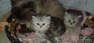 Cuccioli gatto persiano
