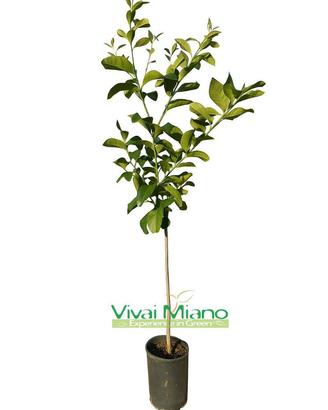 Pianta di Limone Femminello Siracusano -Foto reale