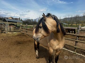 Cavallo