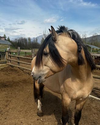 Cavallo