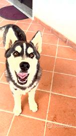 Cuccioli siberian Husky
