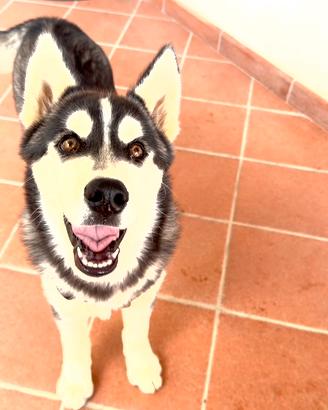 Cuccioli siberian Husky