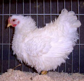 Galline e pulcini ornamentali