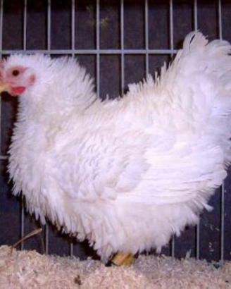 Galline e pulcini ornamentali