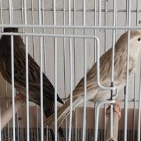 Canarini isabella bianco pronti per la cova