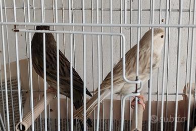 Canarini isabella bianco pronti per la cova