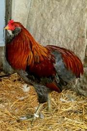 Coppie Galline araucana