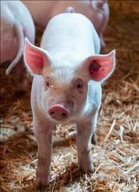 Suinetto large withe