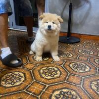 Cucciole di Chow Chow disponibili a Torino