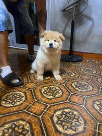 Cucciole di Chow Chow disponibili a Torino