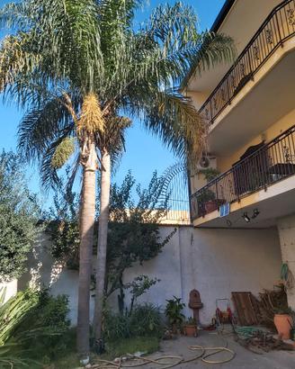 Palma Cocos