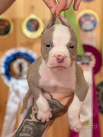 American pitbull terrier