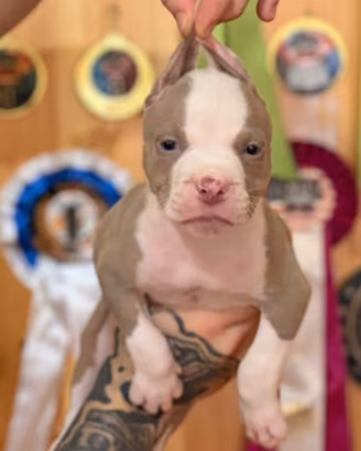 American pitbull terrier