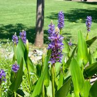 Pontederia Cordata - pianta per laghetto