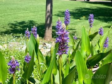 Pontederia Cordata - pianta per laghetto