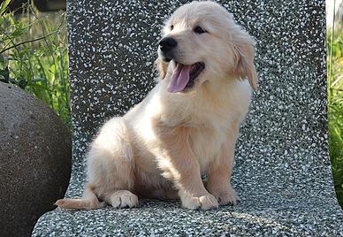 Cuccioli golden retriever