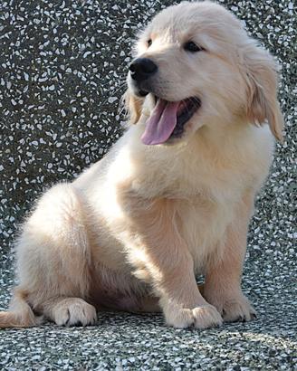 Cuccioli golden retriever