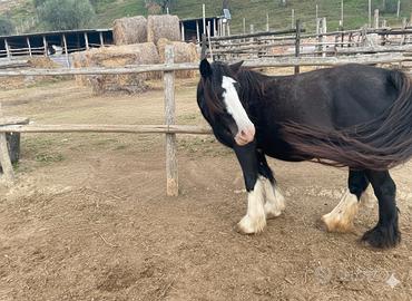Cavalla Gypsy Vanner