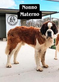 San bernardo cuccioli con pedigree