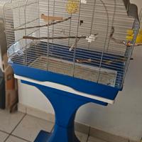 Canarino maschio con gabbia