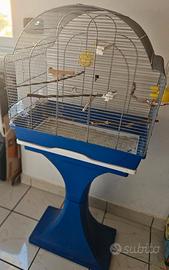 Canarino maschio con gabbia