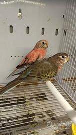 Roselle, gropponi,monaci, bourke,prugna e pyrrhura