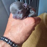 American bully exotic