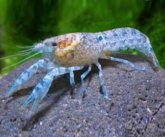 Cambarellus Patzcaurensis blu
