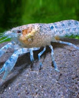 Cambarellus Patzcaurensis blu