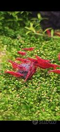 Caridine Red