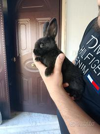 Conigli nani colorati