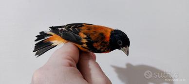 Cardinalino Del Venezuela