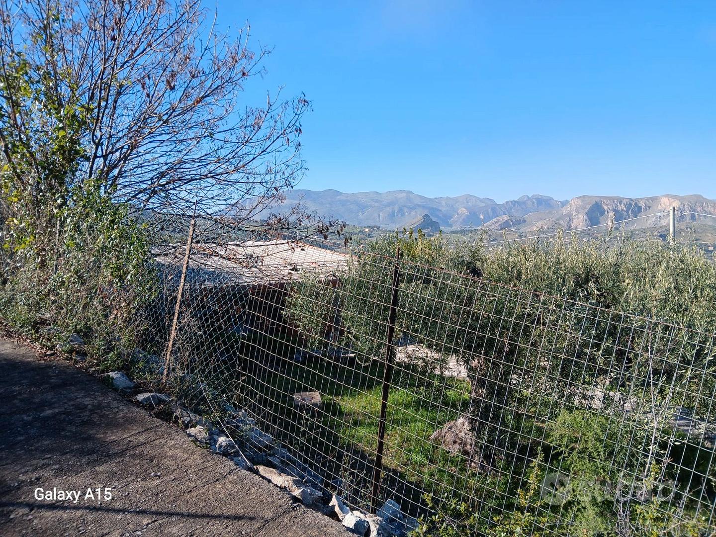 terreno attivato ad uliveto e rudere - Vista 3