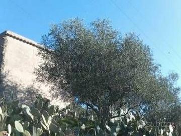 Terreno agricolo con fabbricato