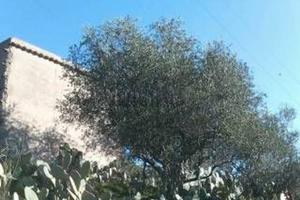 Terreno agricolo con fabbricato