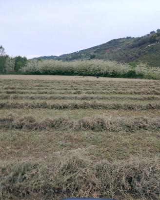 Fieno di Erba Medica di Alta Qualità