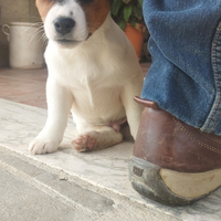 Cucciolo cane jack russell età, mesi 2