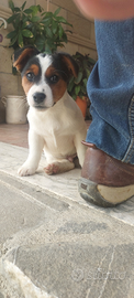 Cucciolo cane jack russell età, mesi 2