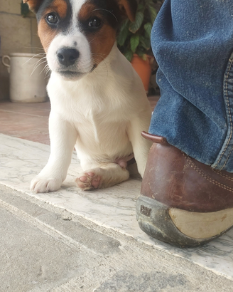 Cucciolo cane jack russell età, mesi 2