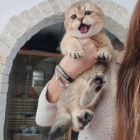 Maschio Golden haded Scottish fold 3 mesi