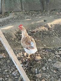 Galline nostrane