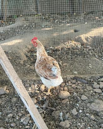 Galline nostrane