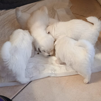 Cuccioli maltese nano