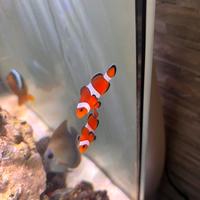 Coppia pesci pagliaccio ( nemo)