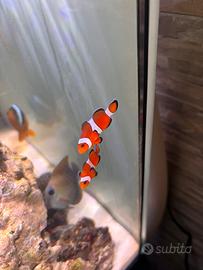 Coppia pesci pagliaccio ( nemo)