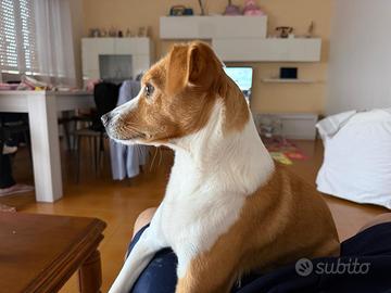 Meticcio taglia media