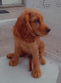 Charli cucciolo di cocker spaniel