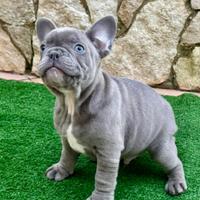 Cuccioli bulldog francese