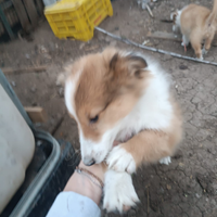 Cuccioli pastori scozzese