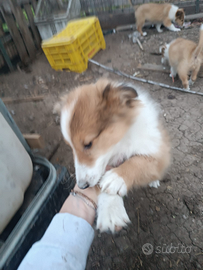 Cuccioli pastori scozzese